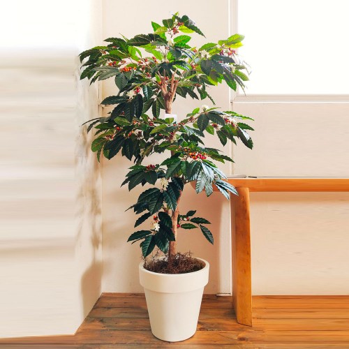 Planta semi-artificiala Ila, Coffee Multistep Green - 170 cm